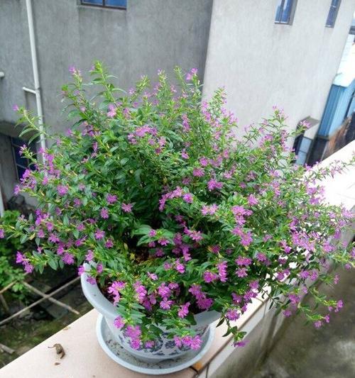 北方耐寒花卉大全（探秘寒冬中的美丽花园）