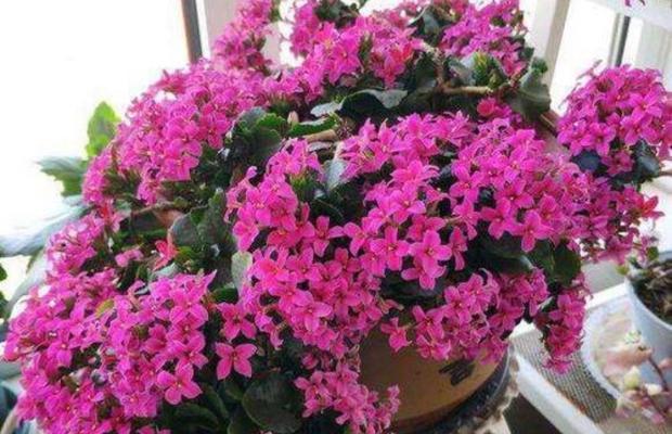 北方耐寒花卉大全（探秘寒冬中的美丽花园）