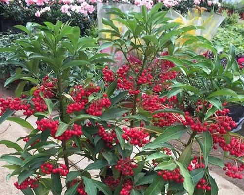 北方年宵花卉大盘点（探寻北方年宵花卉文化的深厚底蕴）