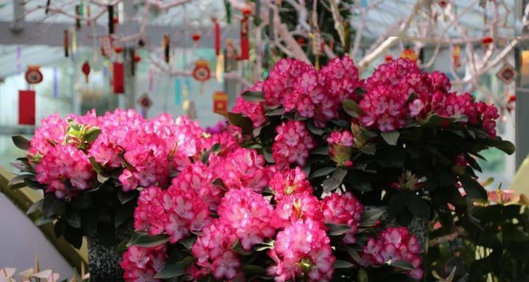 北方年宵花卉大盘点（探寻北方年宵花卉文化的深厚底蕴）
