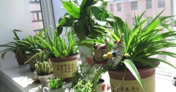 北方暖气下的室内花卉种植（选择适合暖气环境的植物）