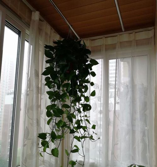 北方暖气下的室内花卉种植（选择适合暖气环境的植物）