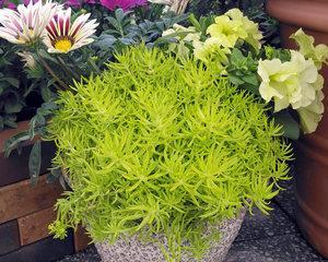 北方盆景植物大观园（探寻北方盆景植物的魅力）