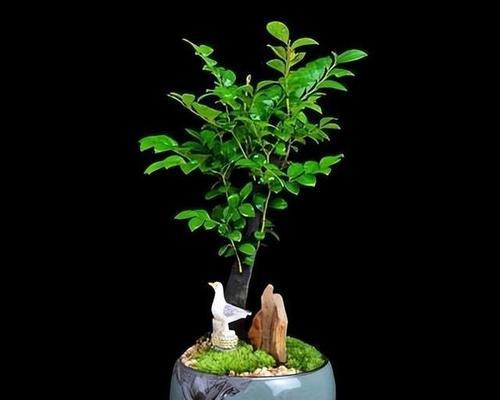 北方盆景植物大观园（探寻北方盆景植物的魅力）