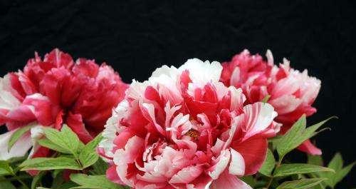 解读牡丹花语（以黑牡丹、粉牡丹、黄牡丹为例）