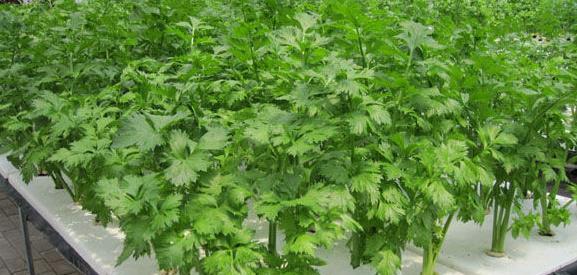 北方芹菜种植最佳时间（如何选择种植时间）