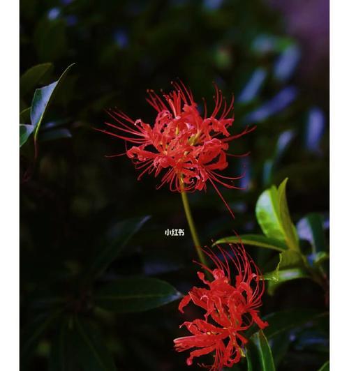 黑色彼岸花（探索黑色彼岸花的美丽与寓意）