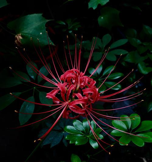黑色彼岸花（探索黑色彼岸花的美丽与寓意）