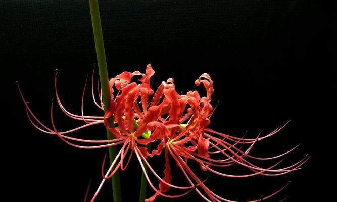 黑色彼岸花（探索黑色彼岸花的美丽与寓意）