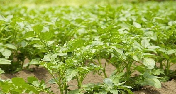 北方秋季种植土豆的最佳时间（如何选择最佳种植时间）