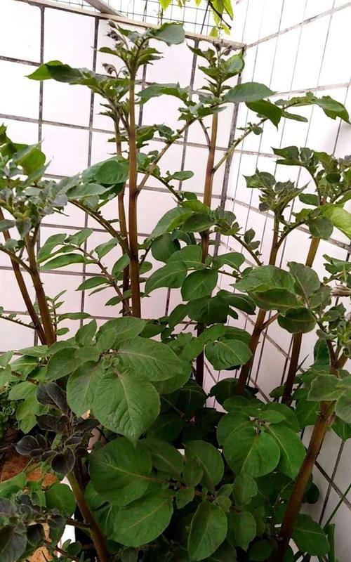 北方秋季种植土豆的最佳时间（如何选择最佳种植时间）