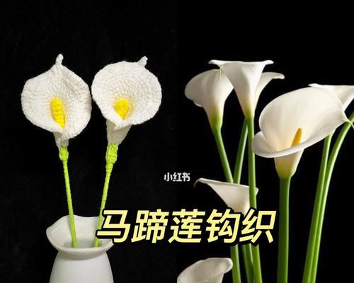 黑色马蹄莲的神秘之美（探寻黑色马蹄莲的花语与意义）