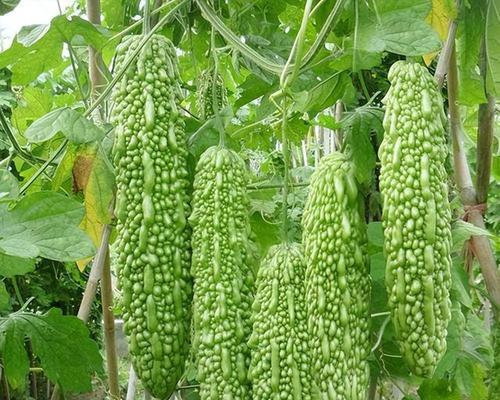 北方适合种什么菜？——探寻北方种植菜园的秘密