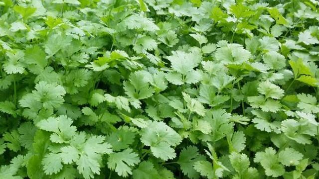 北方适合种什么菜？——探寻北方种植菜园的秘密