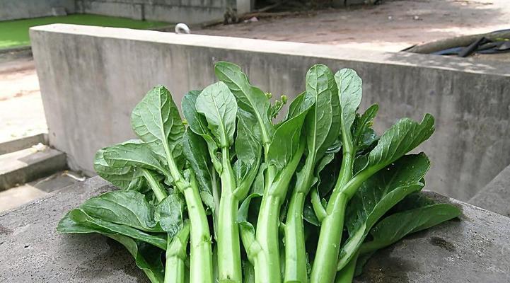 北方适合种什么菜？——探寻北方种植菜园的秘密