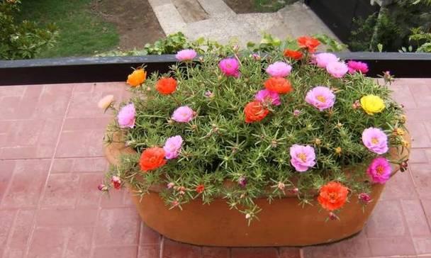 北方适合种植的花卉品种（探秘北方特有的花卉种植之路）