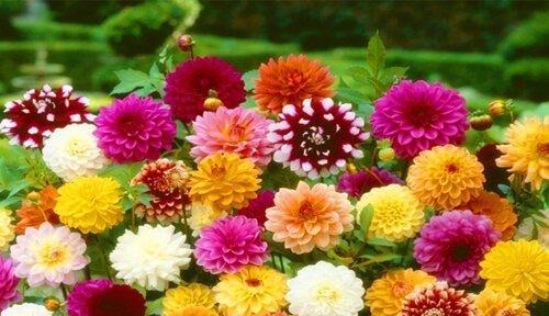 北方适合种植的花卉品种（探秘北方特有的花卉种植之路）