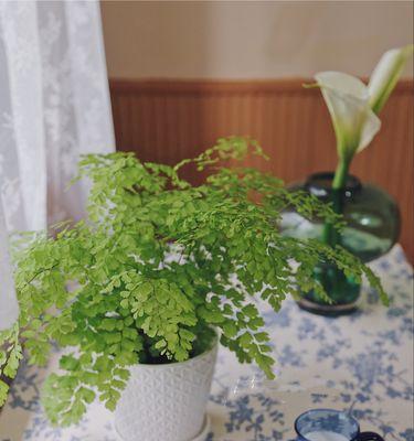 北方室外喜阴花卉大盘点（北方地区适合种植的喜阴花卉种类及生长环境）