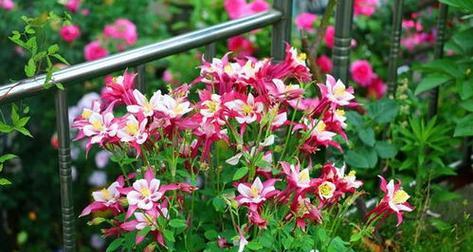 北方室外喜阴花卉大盘点（北方地区适合种植的喜阴花卉种类及生长环境）