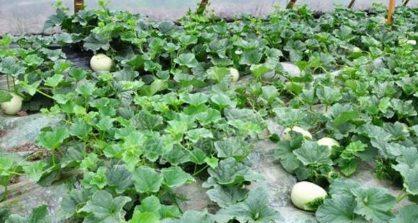 北方甜瓜种植时间指南（掌握关键期）