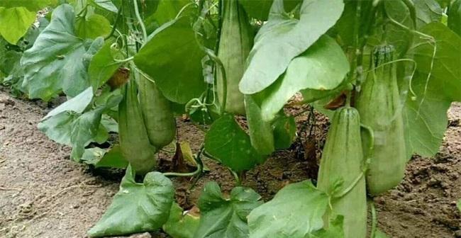北方甜瓜种植时间指南（掌握关键期）