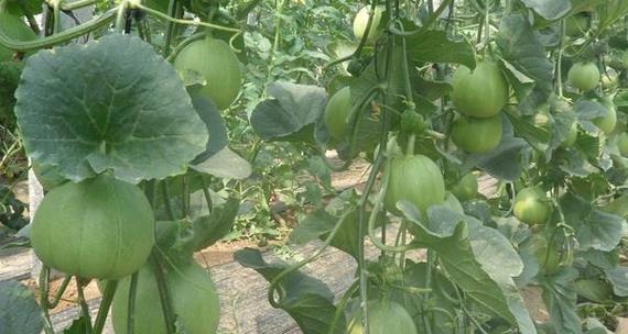 北方甜瓜种植时间指南（掌握关键期）