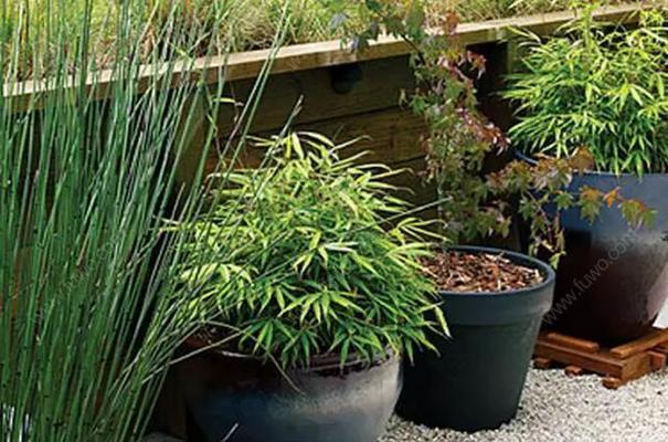 北方庭院种植树木指南（以北方气候和庭院环境为基础）