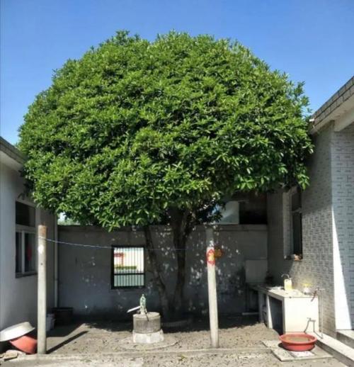 北方庭院种植树木指南（以北方气候和庭院环境为基础）
