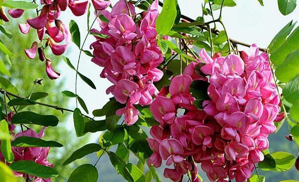 红花刺槐（红花刺槐的花语与文化传承）