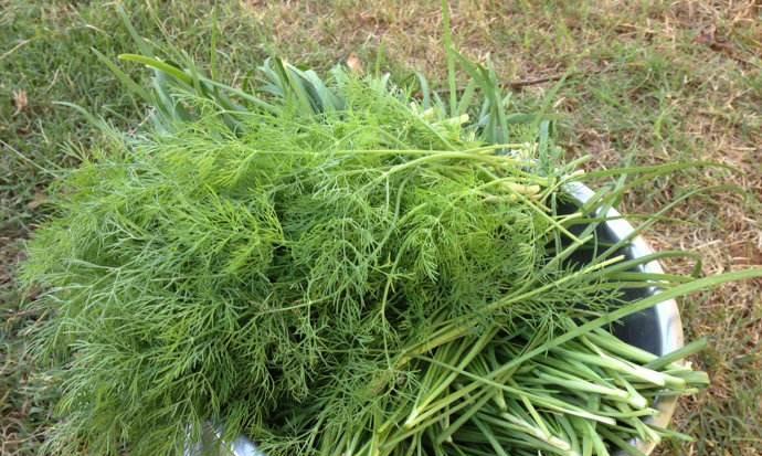 北方夏季蔬菜种植指南（适合北方夏季种植的蔬菜及其养护技巧）