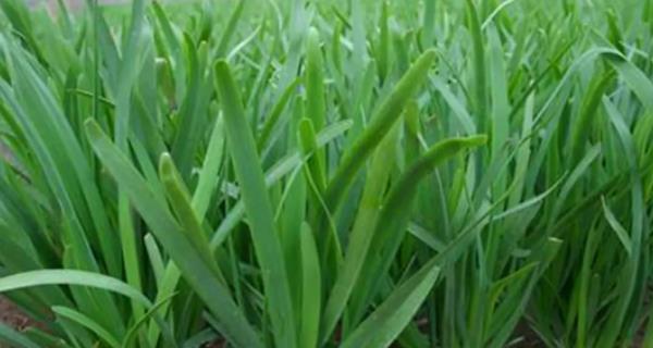 北方夏季种什么蔬菜？——让你的菜园更丰富