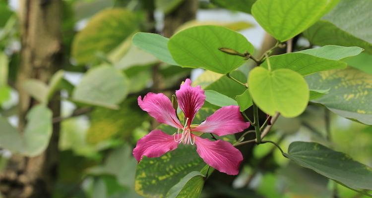 红花羊蹄甲的花语与意义（探寻红花羊蹄甲的花语）