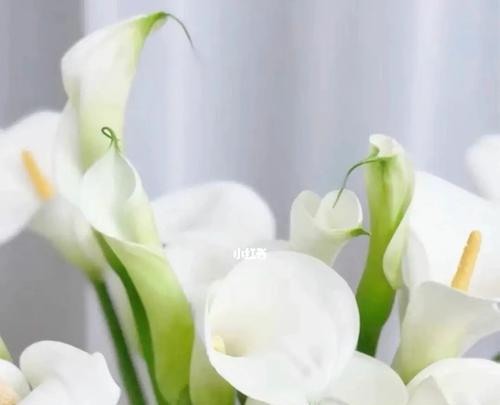 红马蹄莲花语——美丽与坚强（传递希望的红马蹄莲花）