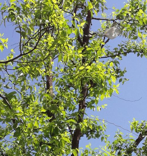 北方枣树发芽长叶时间及其特点（春季气温升高）