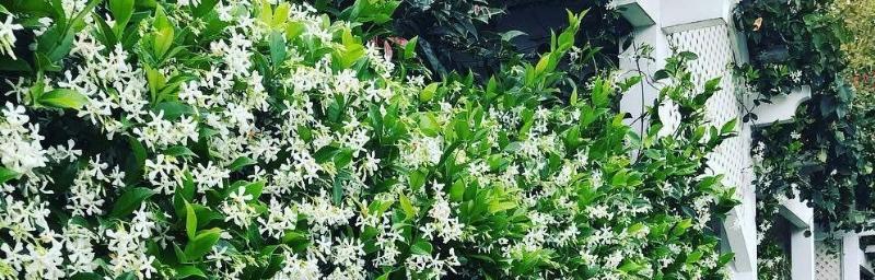 北花一号一年开几次花（北花一号花期月份与时间解析）
