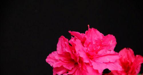 红色杜鹃花的寓意与象征（红色杜鹃花的美丽与力量）