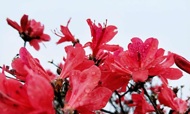 红色杜鹃花的寓意与象征（红色杜鹃花的美丽与力量）