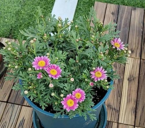 北京冬季花卉养护指南（打造冬日温暖花园）
