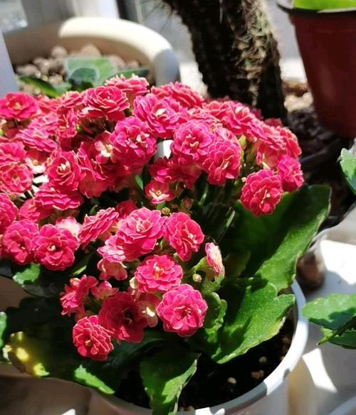 北京冬季花卉养护指南（打造冬日温暖花园）