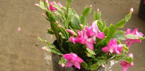 北京冬季花卉养护指南（打造冬日温暖花园）