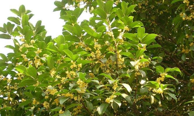 北京可以种桂花树吗（探讨在京城种植桂花树的可行性及注意事项）
