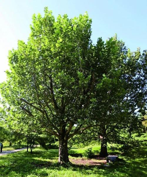 北京的适宜树种（选择最佳种植树木的技巧与建议）
