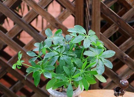 北京室内养花指南（15种适合在北京室内养的花草植物）