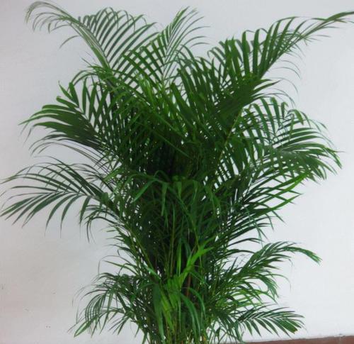 北京室内养花指南（15种适合在北京室内养的花草植物）