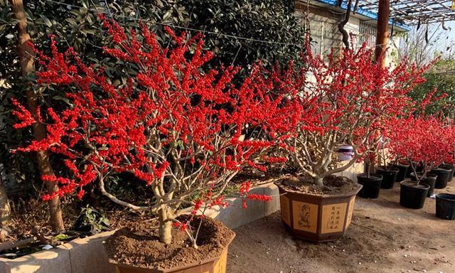 北美冬青的室内养护-为您提供家居绿植的美丽点缀