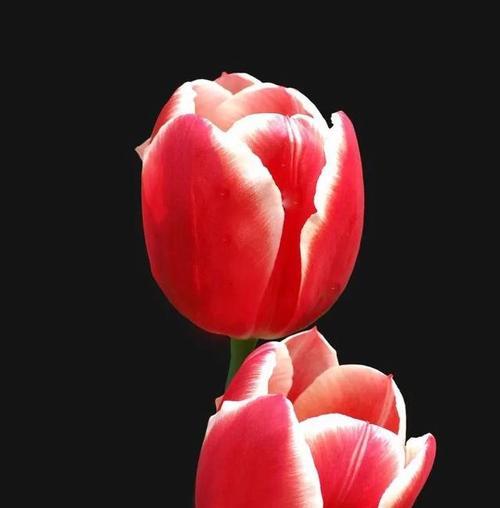 红色郁金香的花语及寓意（红色郁金香——爱情与热情的象征）