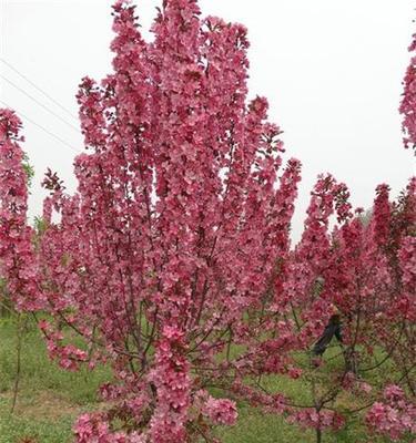 北美海棠花期揭秘（探究北美海棠花期长短）