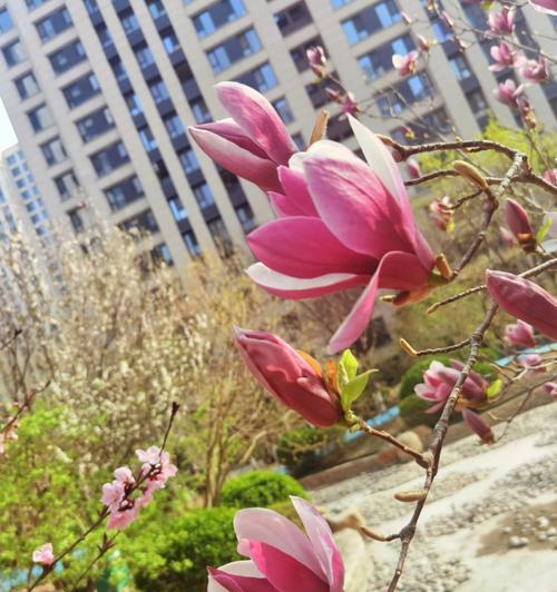 红玉兰花的寓意与象征意义（探索红玉兰花的深层内涵和美丽象征）