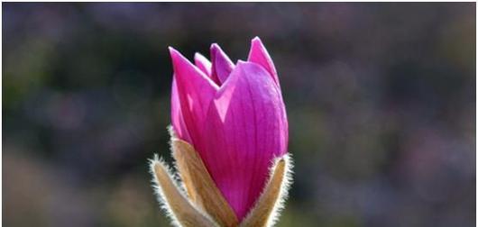 红玉兰花（红玉兰花花语的深刻内涵与美丽之蕴）