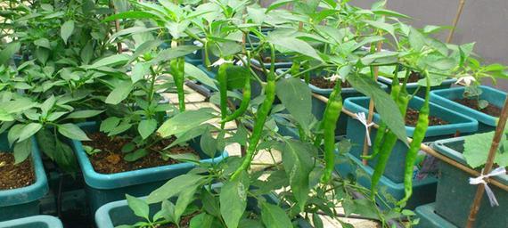 北面阳台种什么蔬菜最合适（阳台蔬菜种植攻略及注意事项）